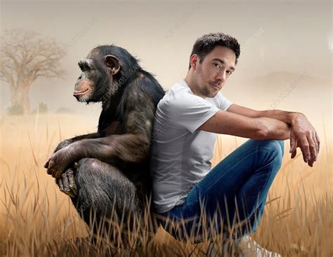 how are chimps similar to humans anthropology